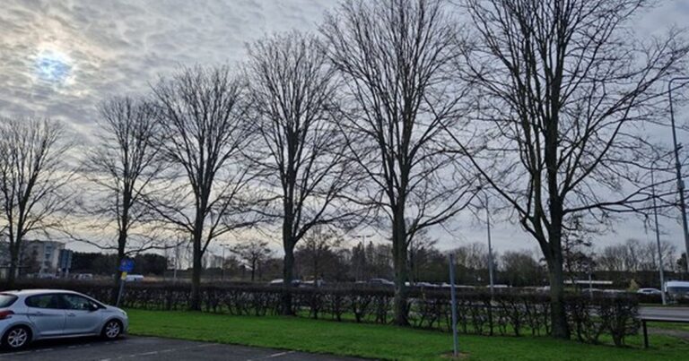 Cleethorpes trees to be cut down after being infected with one of the world’s most serious tree diseases