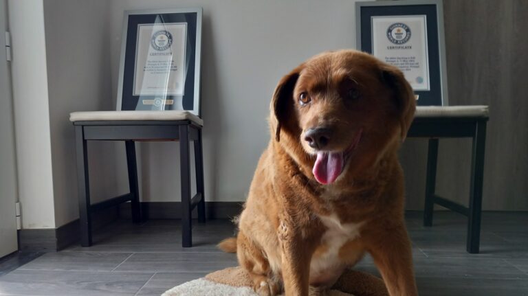 Bobbi, ‘world’s oldest dog’, stripped of Guinness World Records title