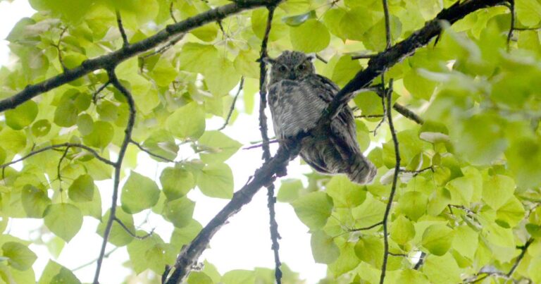 Opinion: Where the wildlife is