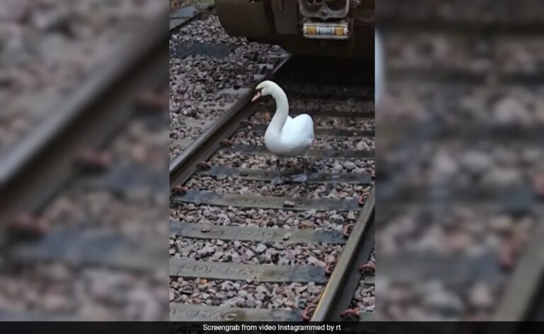 King Charles’s swan blocks railway tracks in London