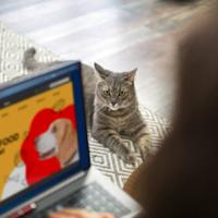 11 Innovative Pet Tech Gadgets for Modern Homeowners |