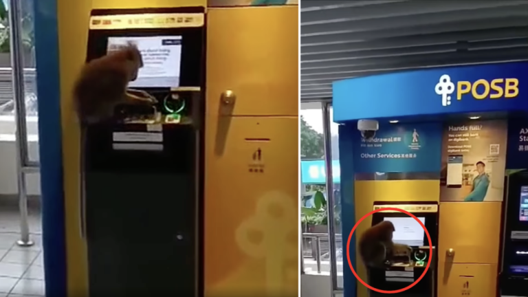 ‘Aggressive’ wild monkey caught on video manipulating ATM at Beauty World, monkey posse affecting nearby stores