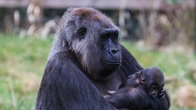 Second endangered gorilla born in the past month at London Zoo