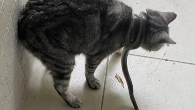 The terrifying moment a pet owner discovered the world’s deadliest snake was strangling his cat.