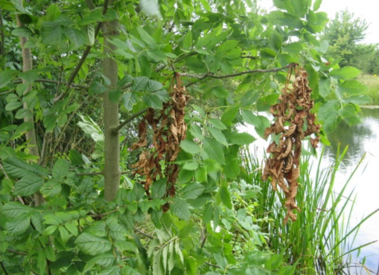 Opinion: The ash dieback problem should not be overlooked.
