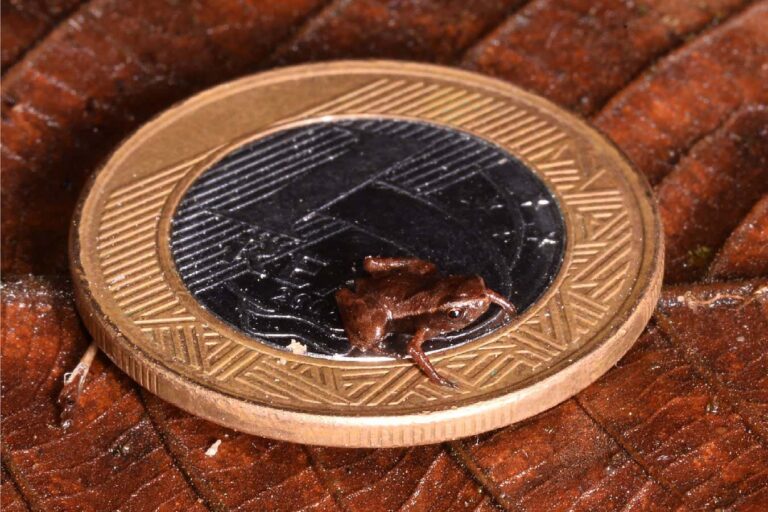 The Brazilian flea toad may be the world’s smallest vertebrate