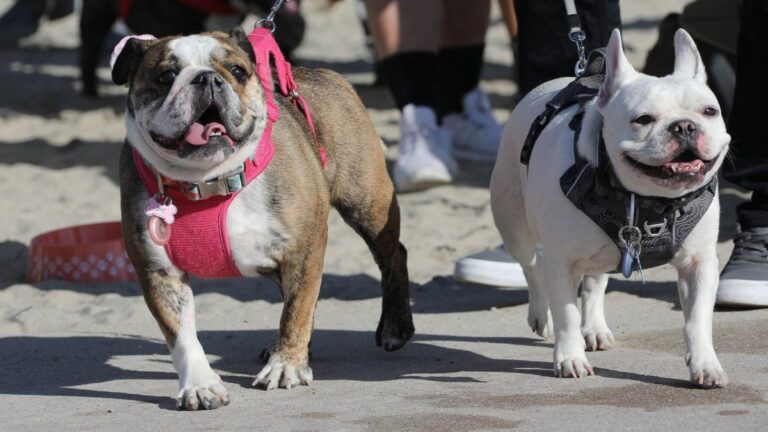 The Bulldogs hold their own beauty contest in Long Beach, complete with red carpet – NBC Los Angeles