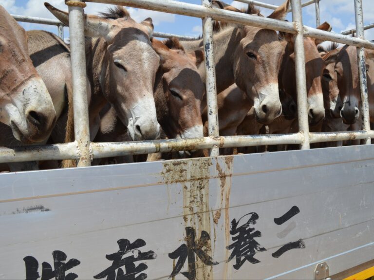 Rising demand for beauty products is driving donkeys to extinction in Africa, experts warn