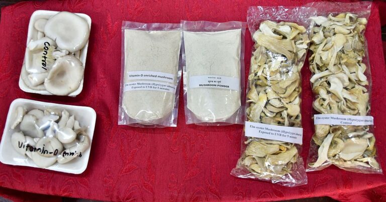 Ultraviolet technology increases vitamin D content in mushrooms