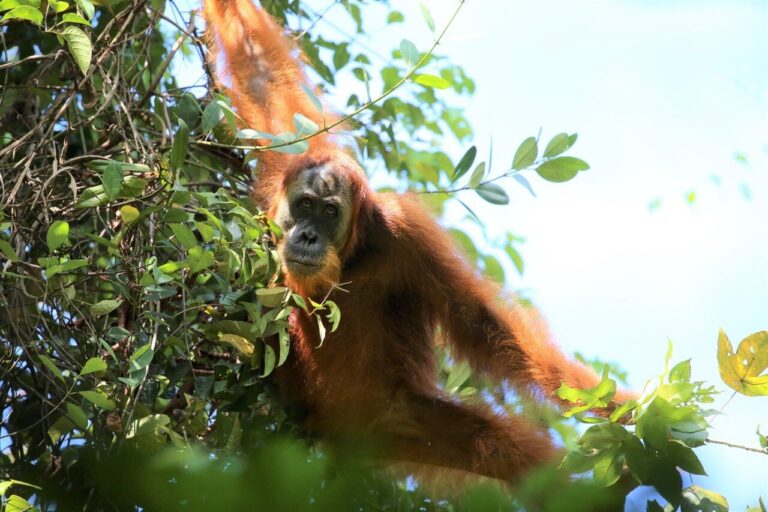 How food availability facilitates cultural transmission in wild orangutans