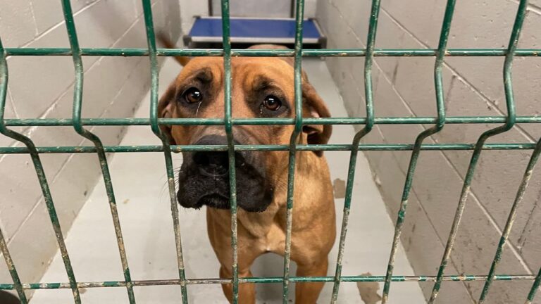 Opinions are divided on regulations for pet shops