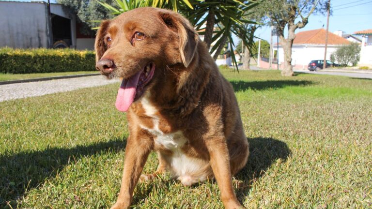 Guinness World Records’ “Oldest Dog” Bobbi stripped of title | Guinness World Records “Oldest Dog” Bobbi stripped of title World News