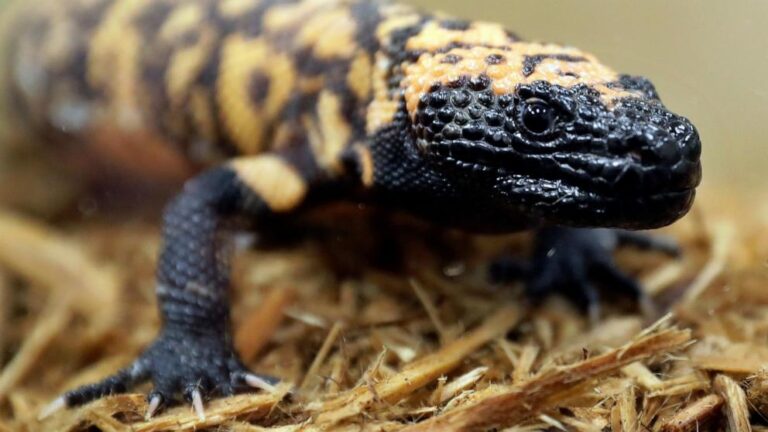 A Colorado man has died after being bitten by a monster monster.Opinions and laws regarding keeping lizards as pets vary