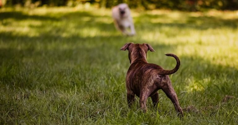 Dog owner warned for flouting rules at nature reserve beauty spot