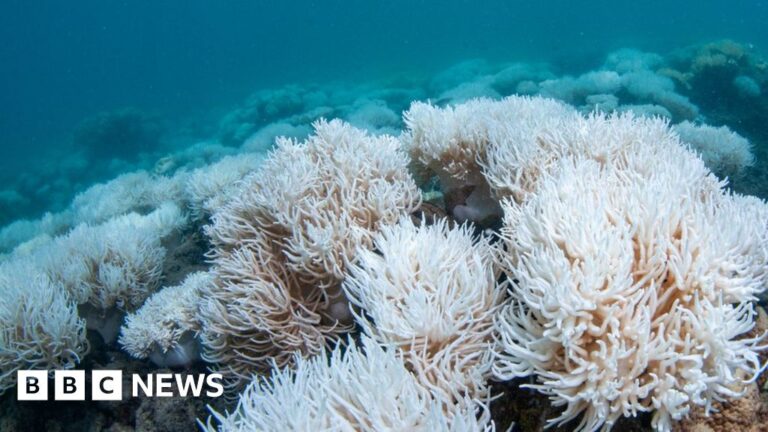 Great Barrier Reef: New large-scale bleaching phenomenon hitting world heritage site