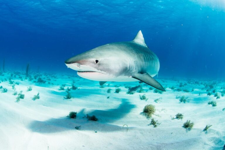 High-tech insights into released shark stomach contractions
