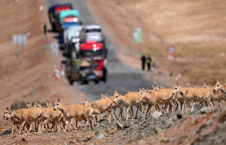 Technological innovation strengthens wildlife protection on the ‘roof of the world’ – Xinhua News Agency