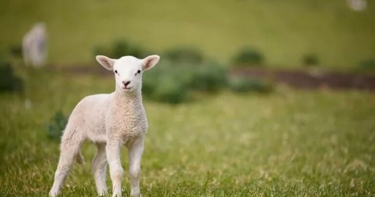 Fear of lamb being bitten to death by dog in beautiful Lancashire location