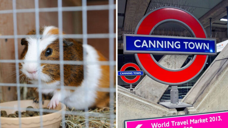 A guinea pig is found abandoned on the London Underground, leaving behind a heartbreaking note pleading…