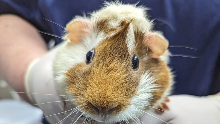 A guinea pig was found abandoned in a London Underground station, with a heartbreaking note attached.