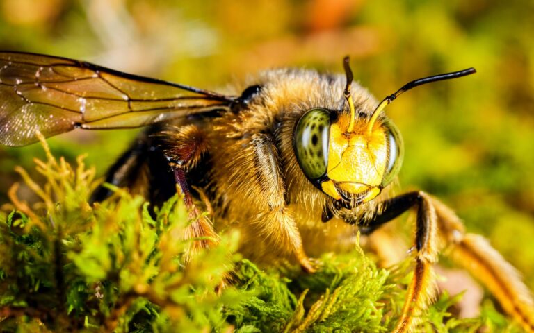 Bumblebees may have the ability to learn culture • Earth.com