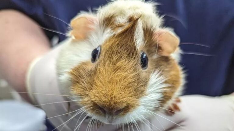 Abandoned guinea pig found in London Underground station | UK News