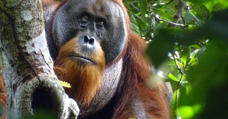World’s first orangutan shown treating wounds with medicinal plants | Wildlife News