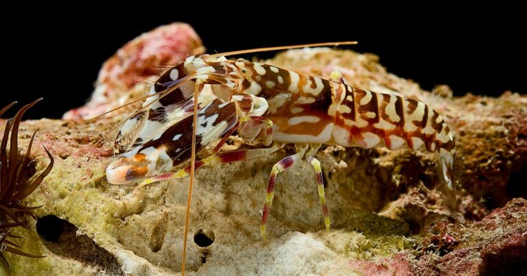 Find out what one of the noisiest animals in the world is.Its body length is literally 3 inches