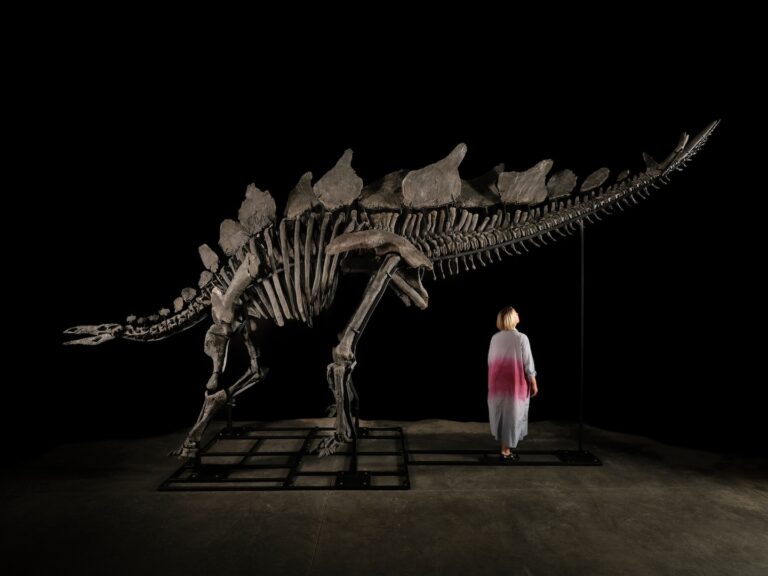 Sotheby’s auctions world’s largest stegosaurus fossil, ‘Apex’