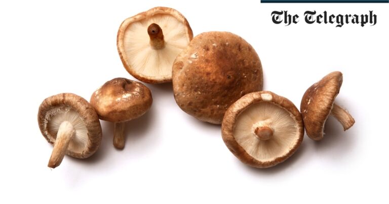 The unstoppable march of mushrooms is reshaping the world
