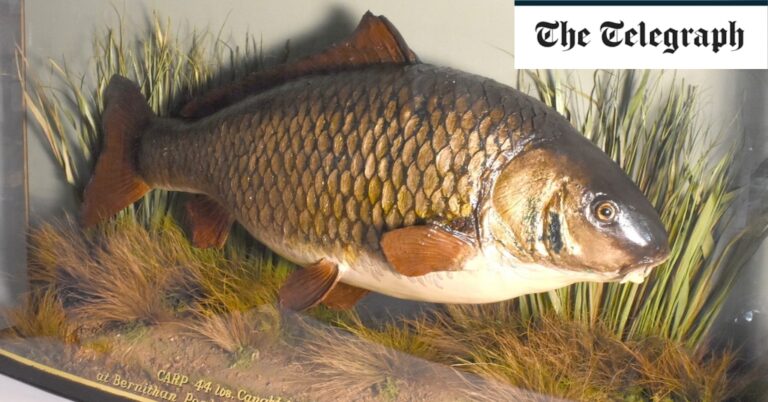 World-famous carp Clarissa sold at auction for £40,000 70 years after it was caught