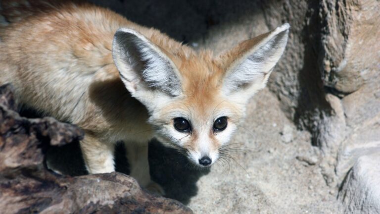 World’s smallest pair of foxes born at Exmoor Zoo | UK News