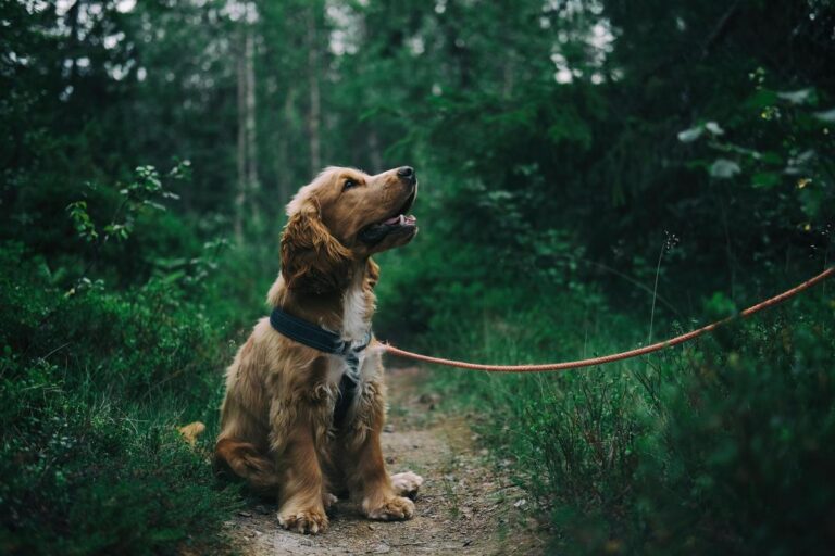 Dog collars have evolved into high-tech devices