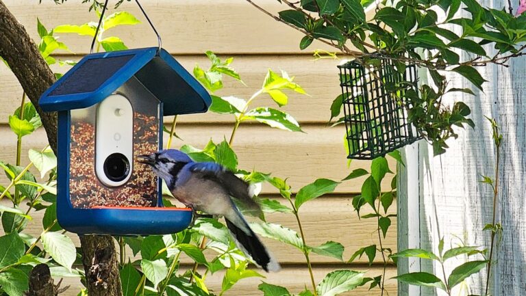 I’m crazy about bird watching and the Bird Buddy Smart Bird Feeder is my new favorite gadget