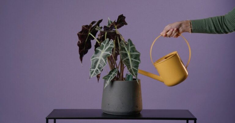 Clever gadget makes it (almost) impossible to kill houseplants