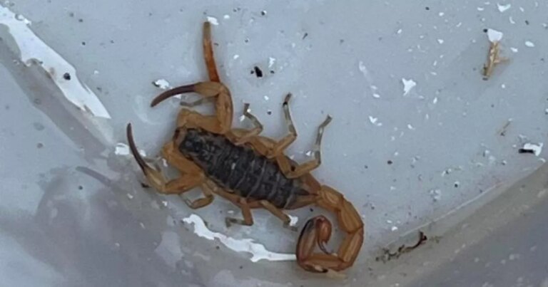 One of the world’s most dangerous scorpions surprises British roofer after hitchhiking from Brazil