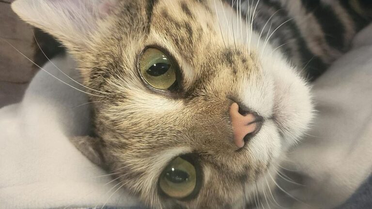 It’s heartbreaking that a beloved Utah Zoo black-footed cat, one of the world’s most endangered species, has died just as staff were planning to start a breeding program.