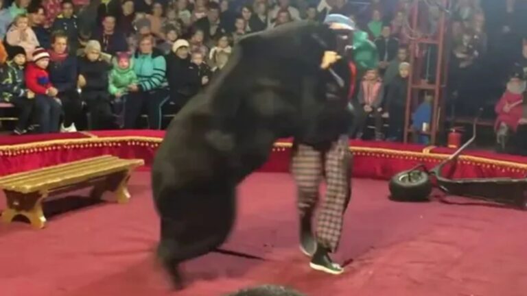 World’s worst circuses where bears are whipped, electrocuted & force-fed BOOZE until they snap and launch savage attacks
