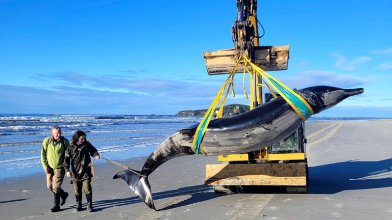 One of the world’s rarest whales may have washed up on New Zealand shore, experts say | World News